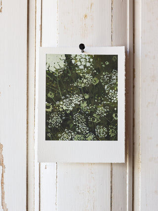 Queen Anne's Lace "Spring" Print